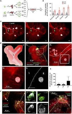 An Open-Format Enteroid Culture System for Interrogation of Interactions Between Toxoplasma gondii and the Intestinal Epithelium